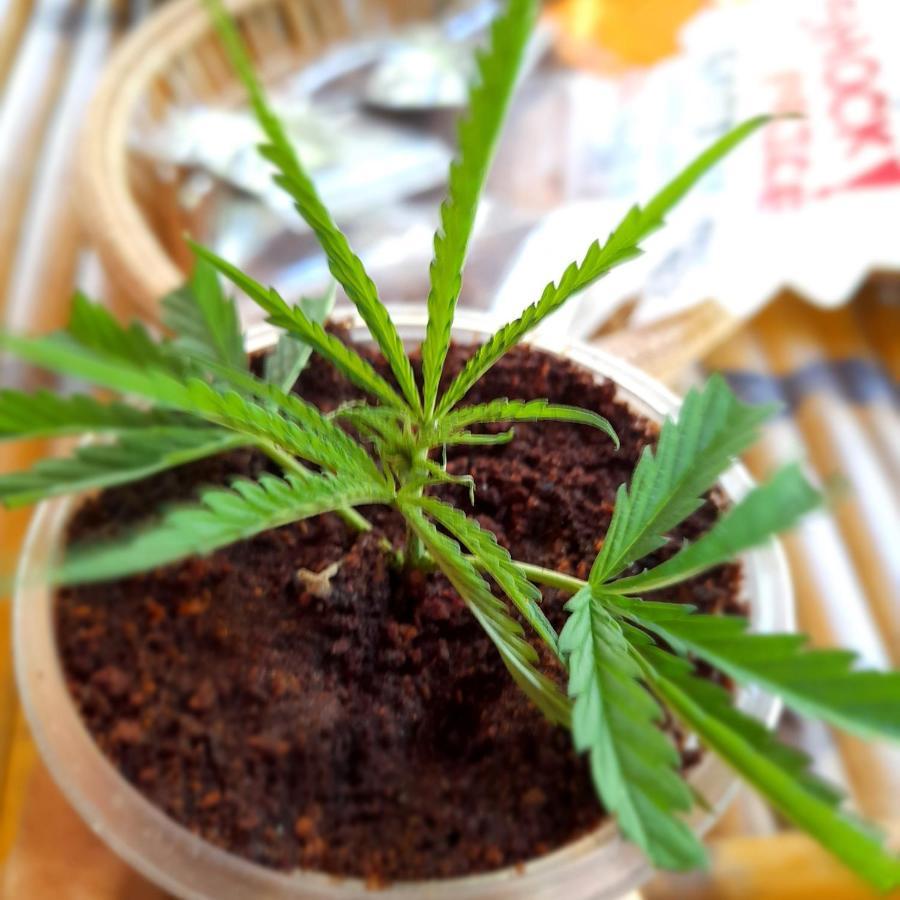Ban Nua Ganja Gardens Camping酒店 外观 照片